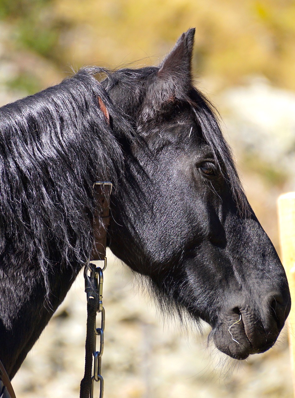 Image - draft horse black stallion horse