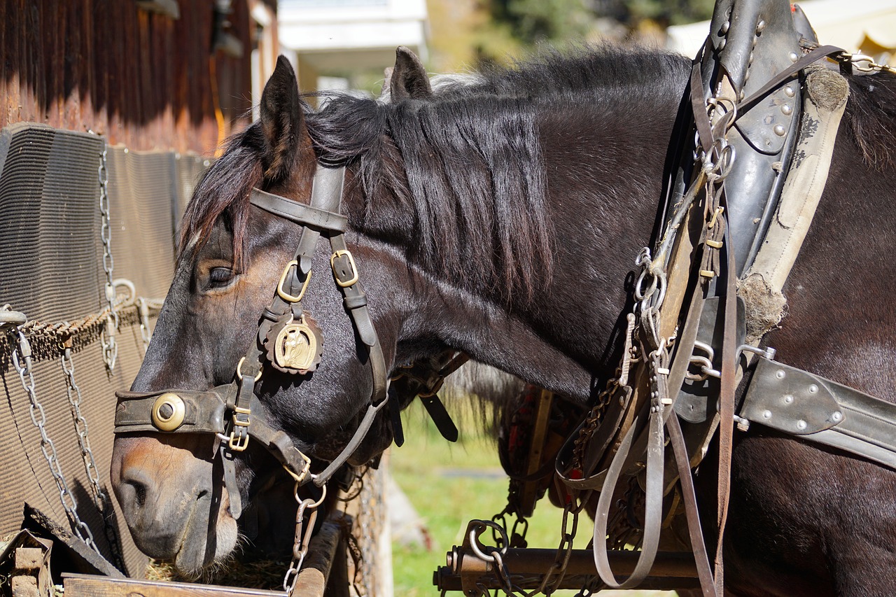 Image - horses eat coupling horse head