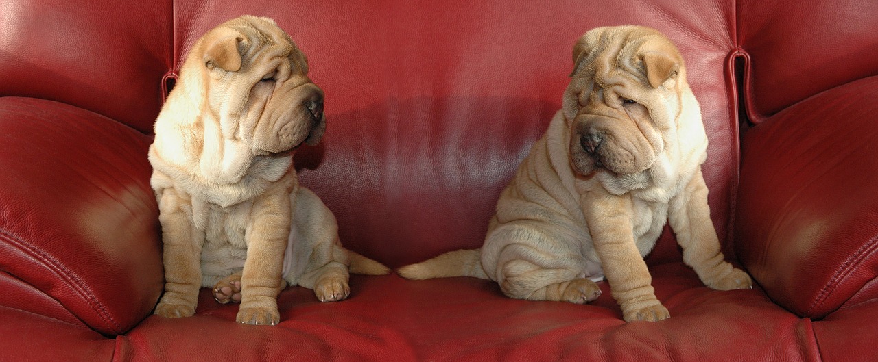 Image - mounting dog puppy sharpei couch