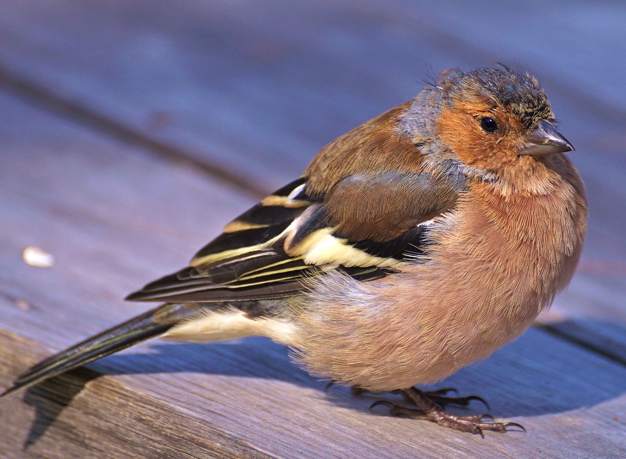 Image - chaffinch bird plumage fink