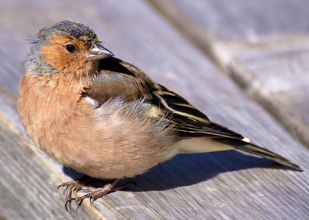 Image - chaffinch bird fink songbird