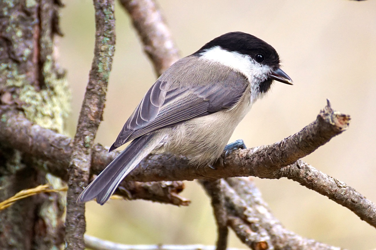 Image - marsh tit bird tit nature garden