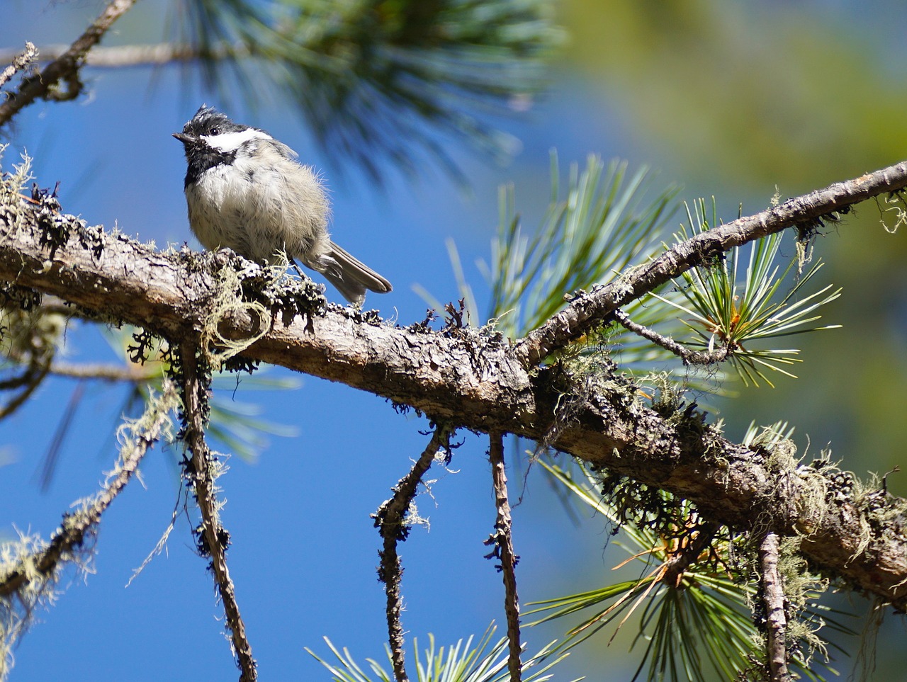 Image - tit tree bird young animal forest