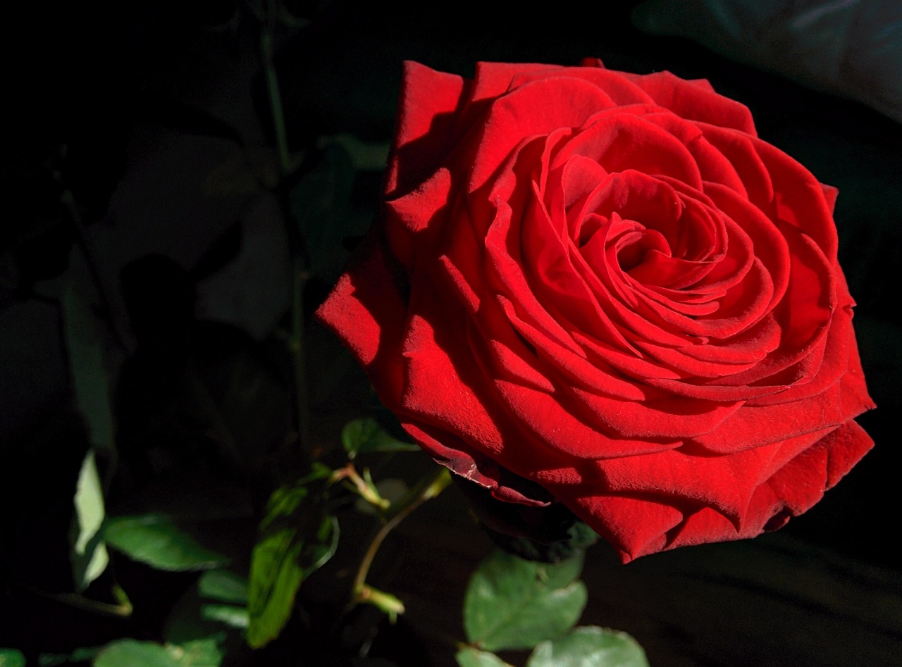 Image - rose flower sun closeup red