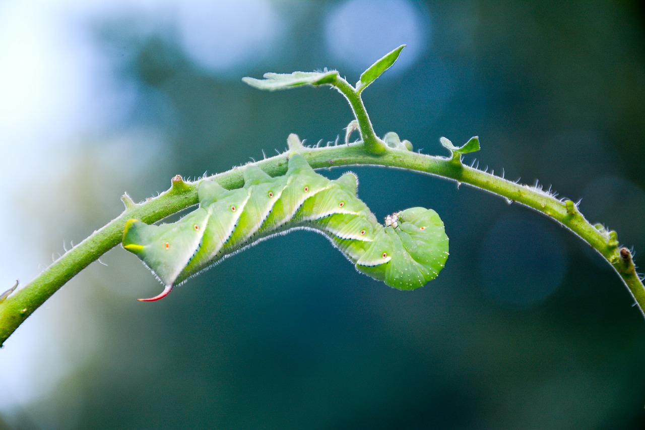 Image - caterpillar tomato hornworm garden