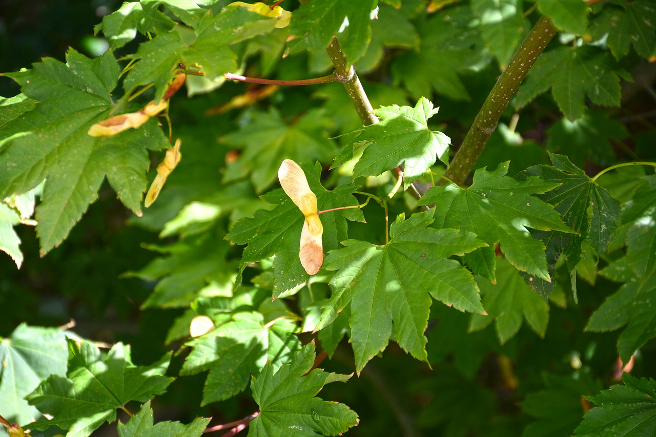 Image - maple seeds tree closeup leaf