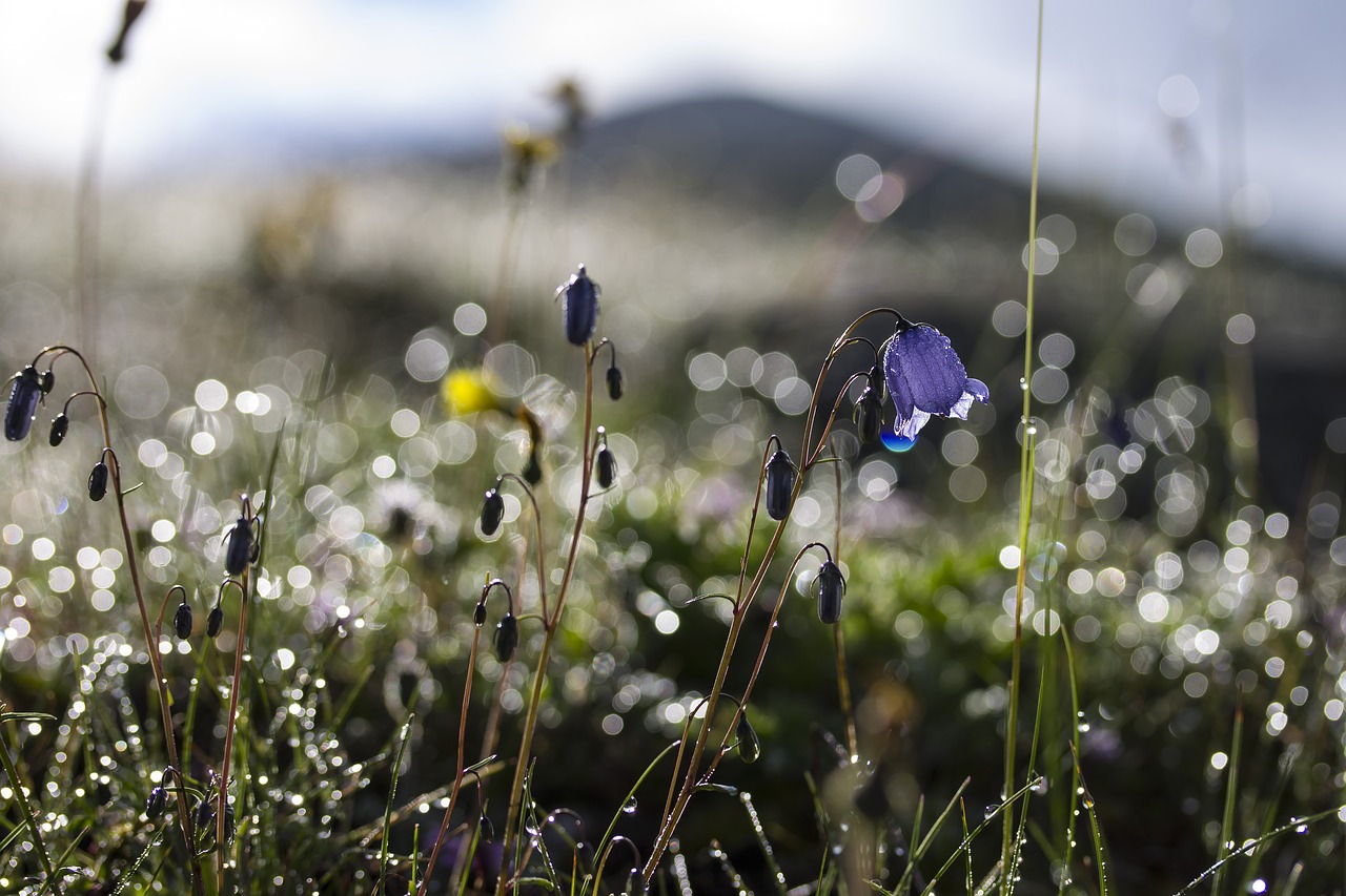 Image - flowers bellflower meadow summer