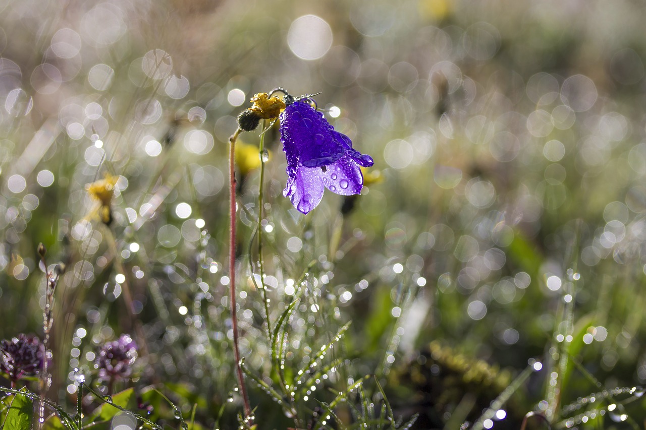 Image - flower bellflower meadow nature