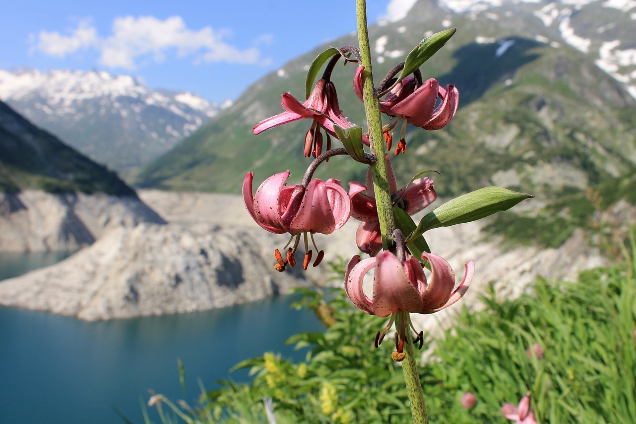 Image - turk s cap lily lily flower