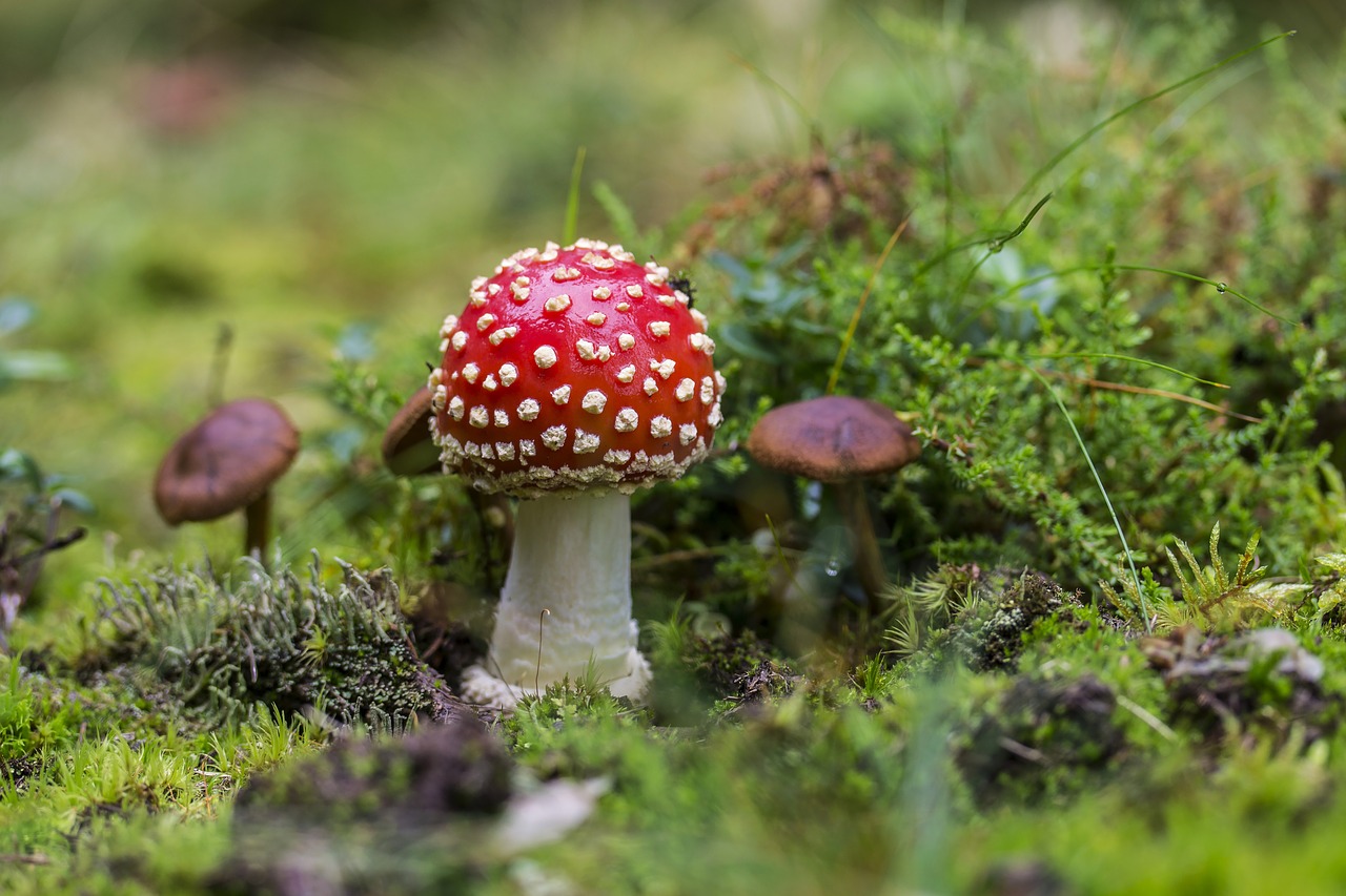 Image - mushroom fly agaric toxic mushroom