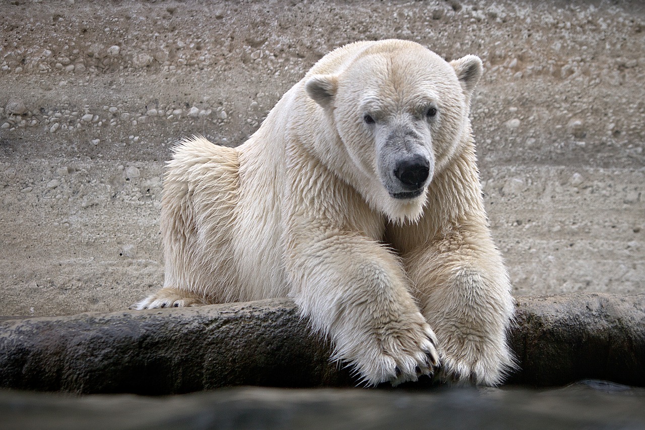 Image - polar bear wet animal