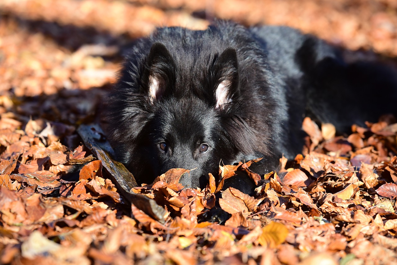 Image - belgian shepherd dog groenendael