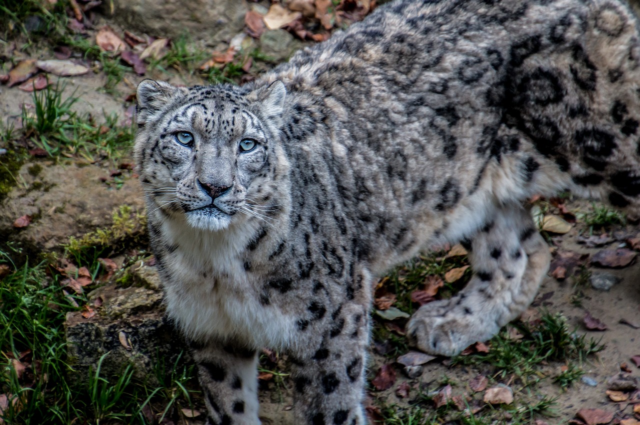 Image - snow leopard leopard irbis big cat