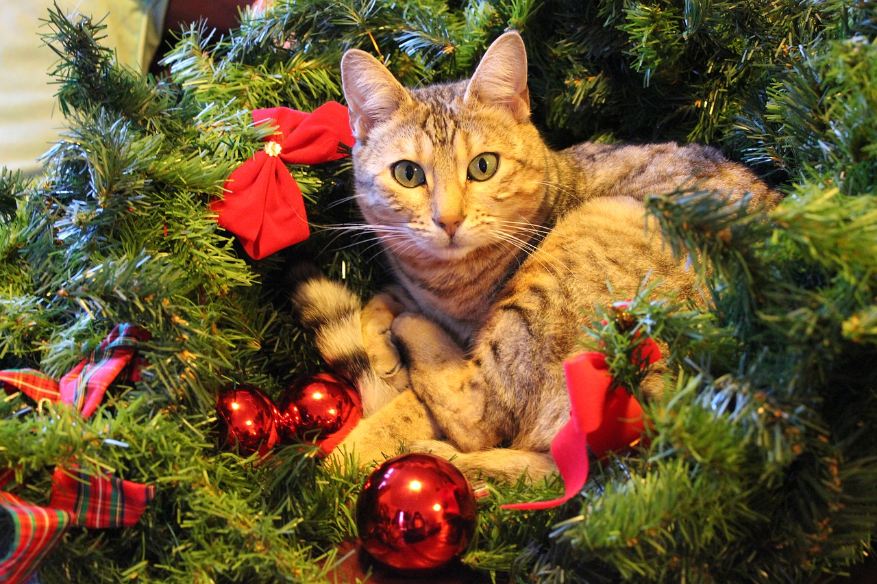 Image - christmas cat festive