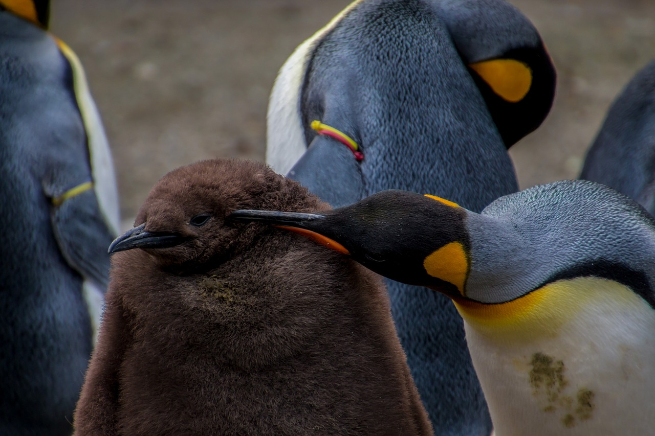 Image - emperor penguin penguin