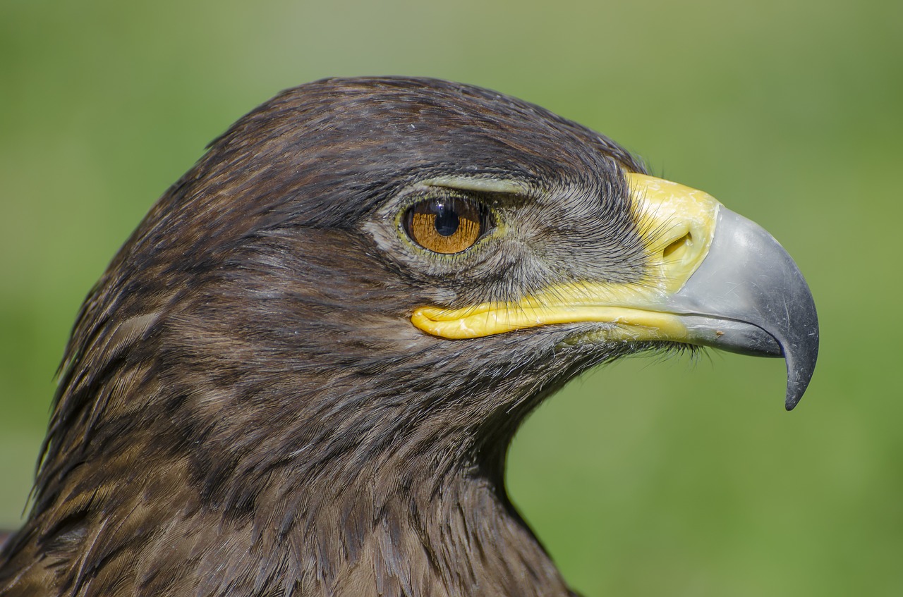 Image - adler animal animal portrait