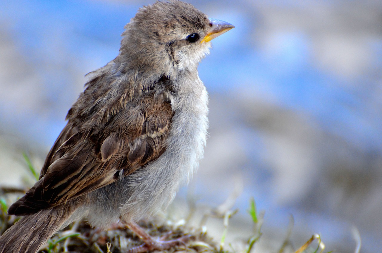 Image - animal sparrow bokeh