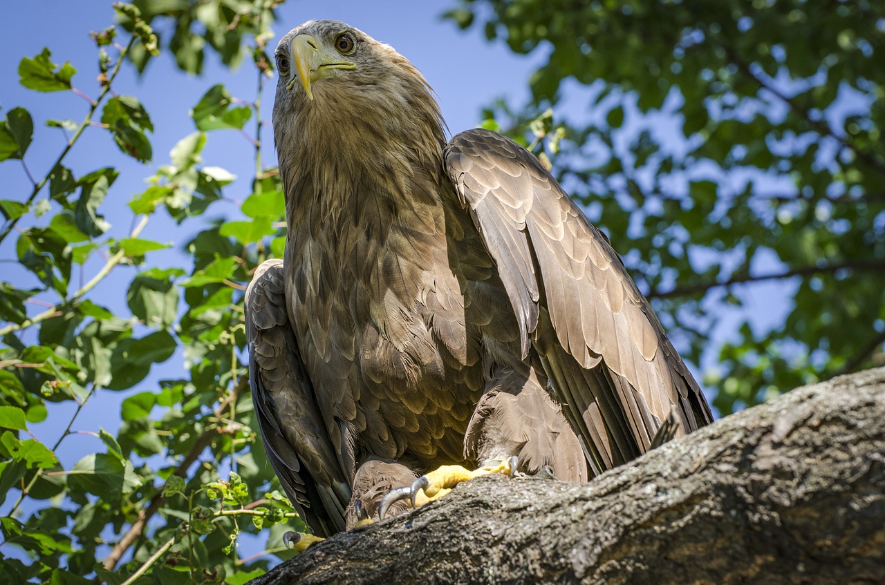 Image - adler wildlife bird animal close