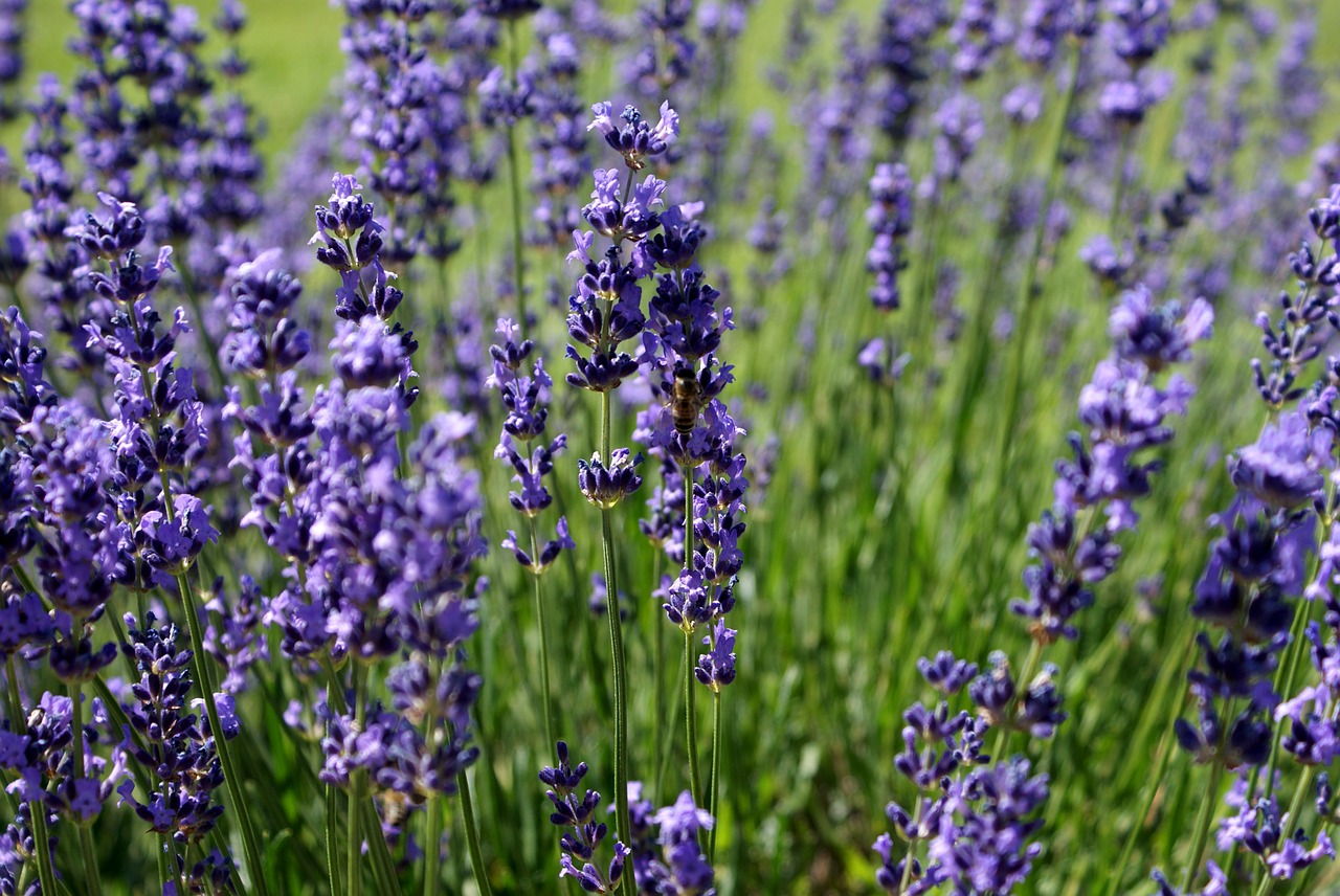 Image - lavender flower summer bee herb