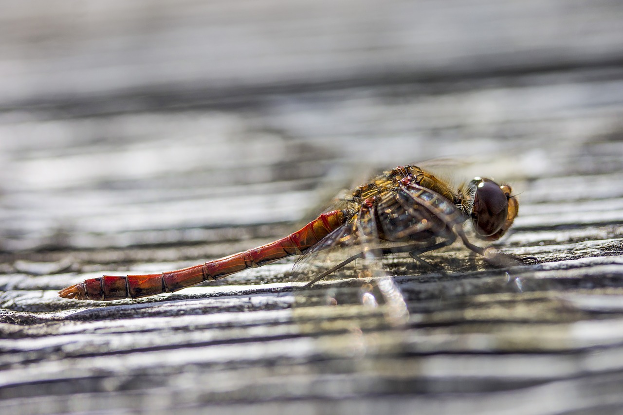 Image - dragonfly insect animal nature