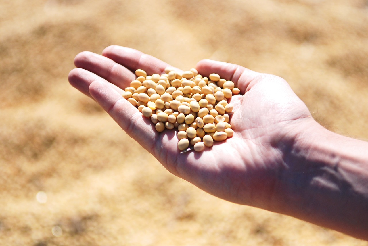 Image - soybean hand agro harvest seeds