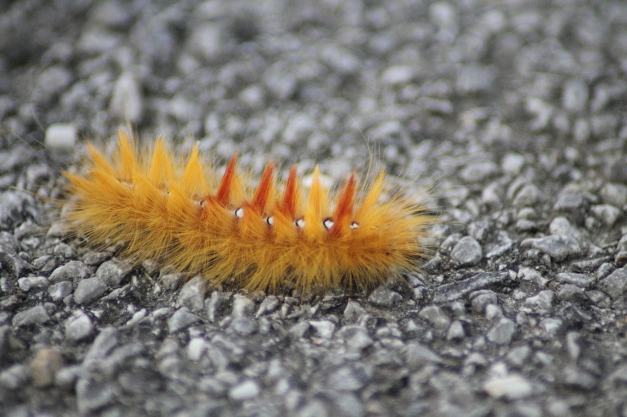 Image - maple moth acronicta aceris