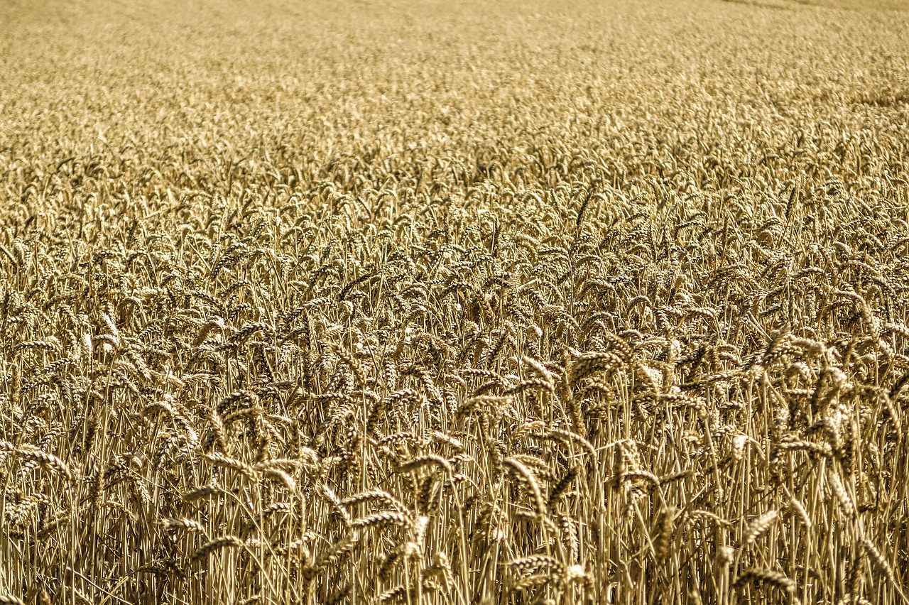 Image - cornfield corn wheat field farm