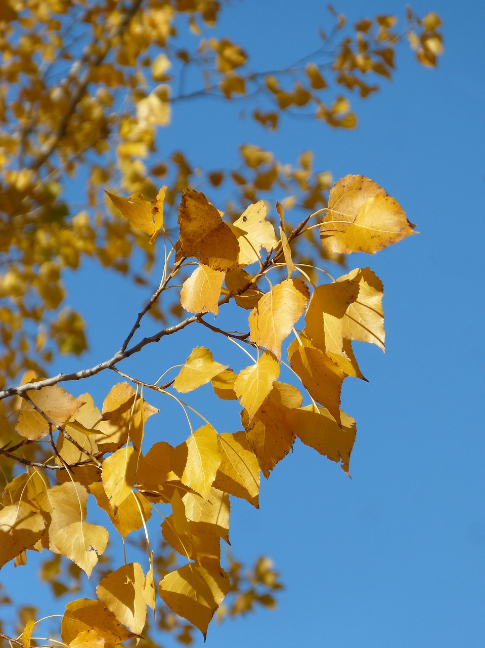 Image - poplar yellow leaves falling leaves