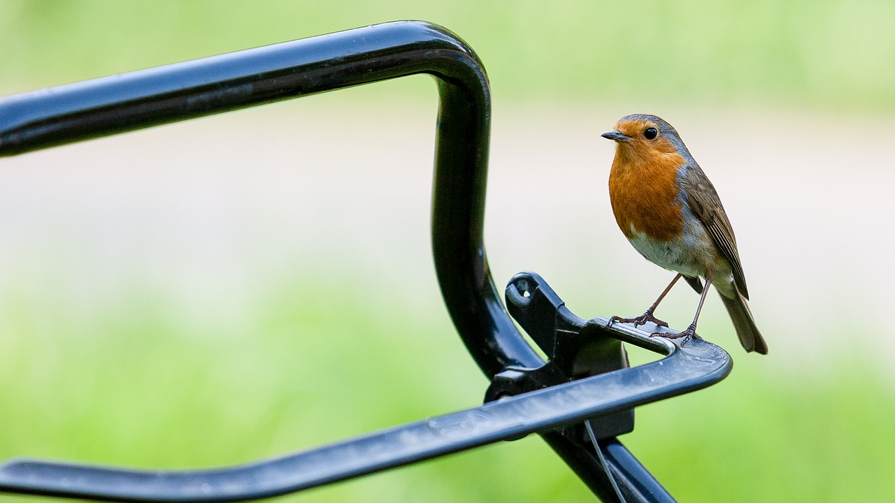 Image - robin bird red nature wildlife