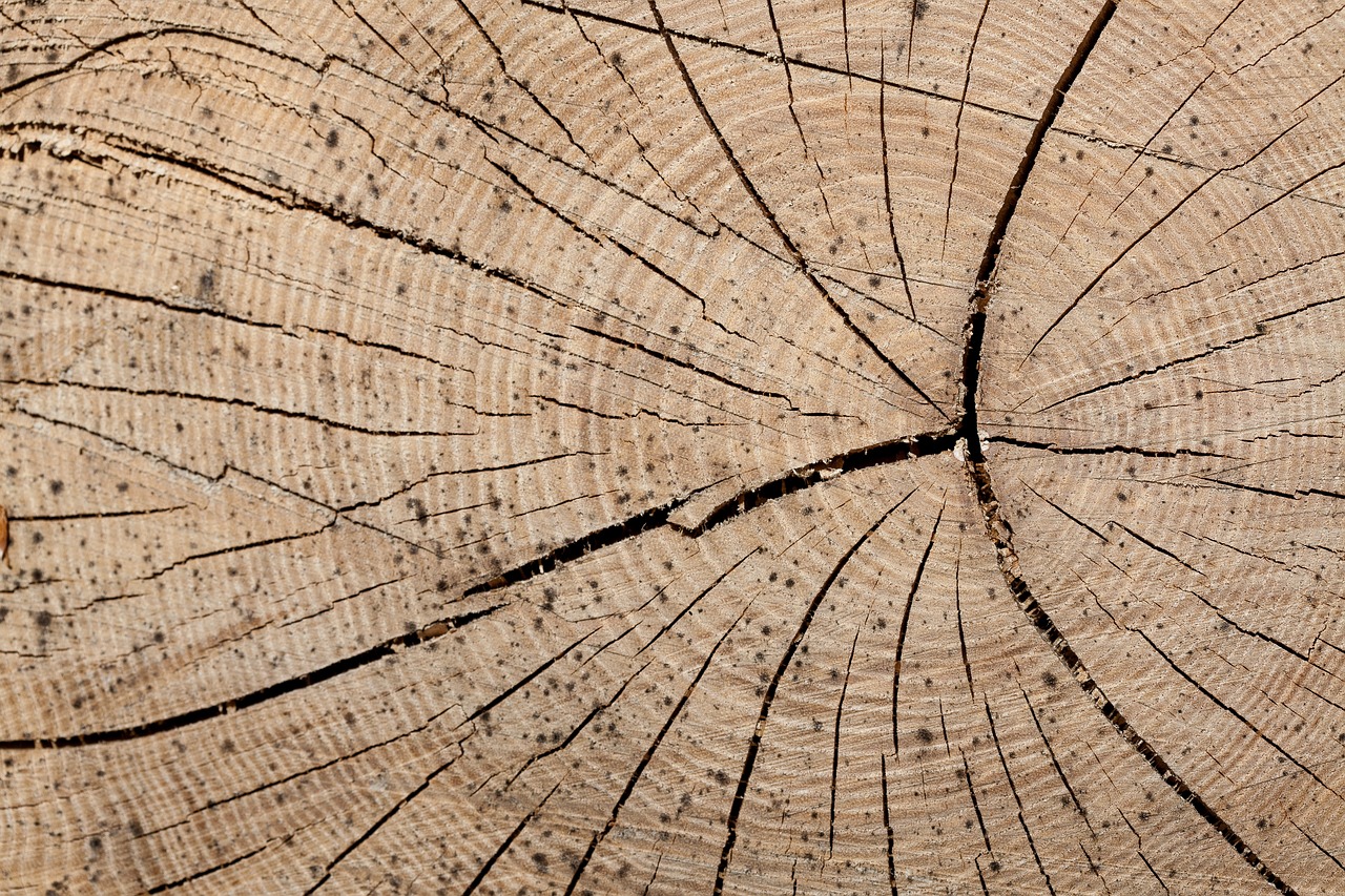 Image - wood trunk rings tree forestry