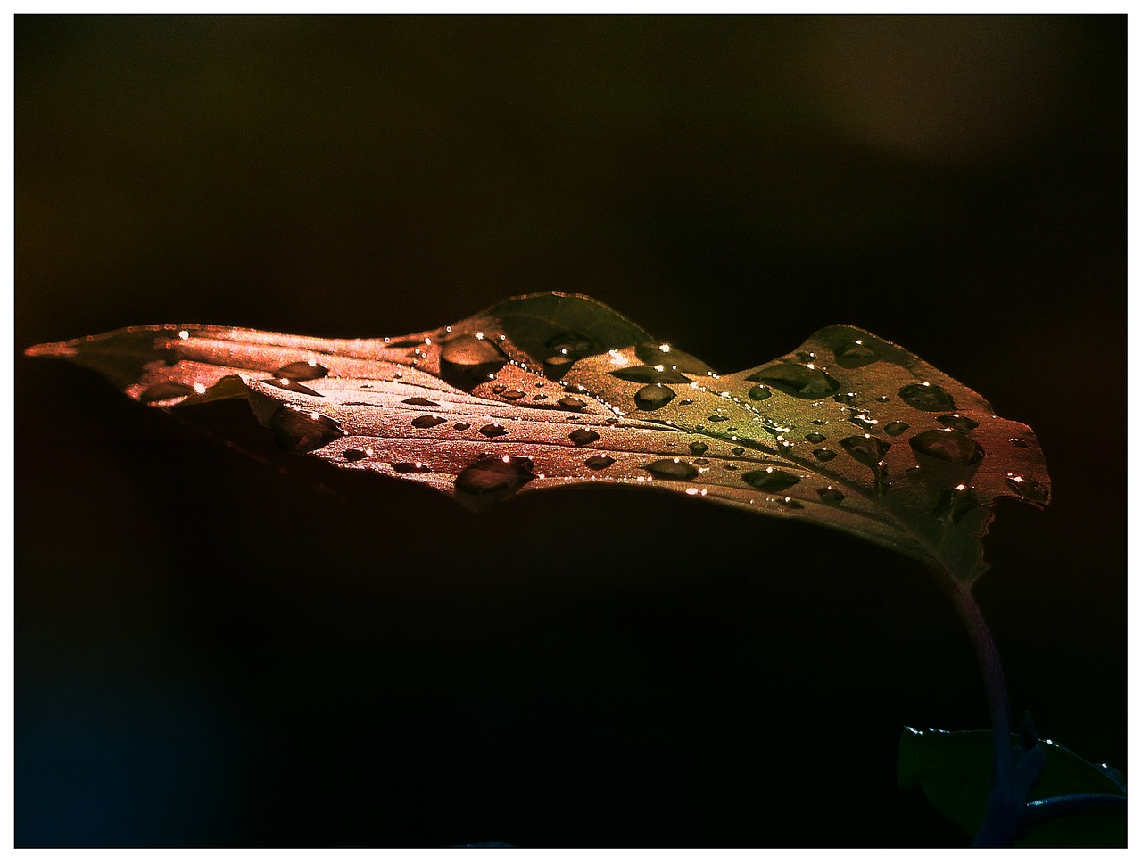 Image - leaf early morning after rain