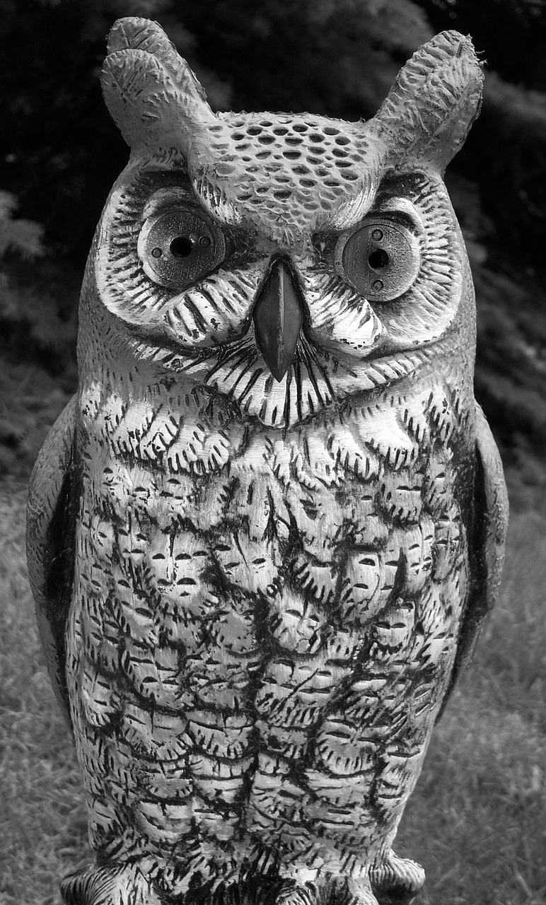 Image - animal birds carnivore carnivorous