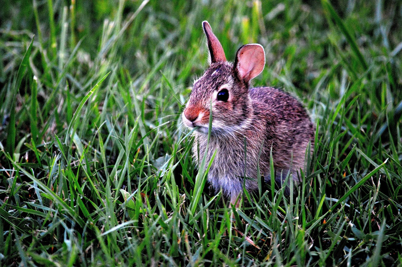 Image - bunny rabbit mammal cute animal