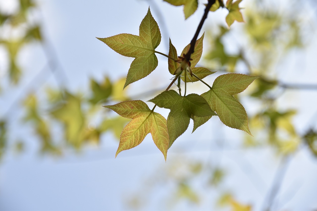 Image - autumn building photography hobby