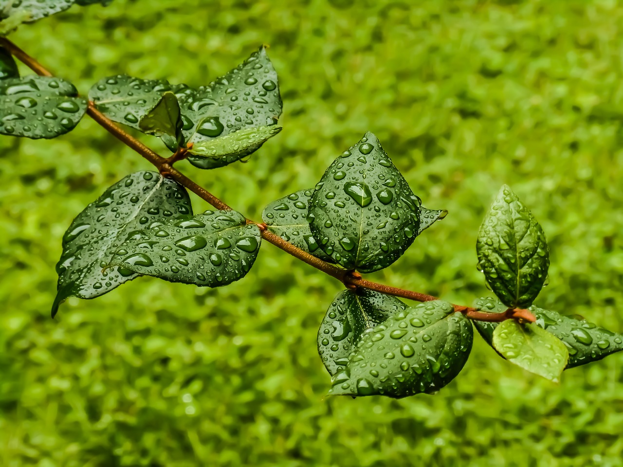 Image - green leaf drops dew branch