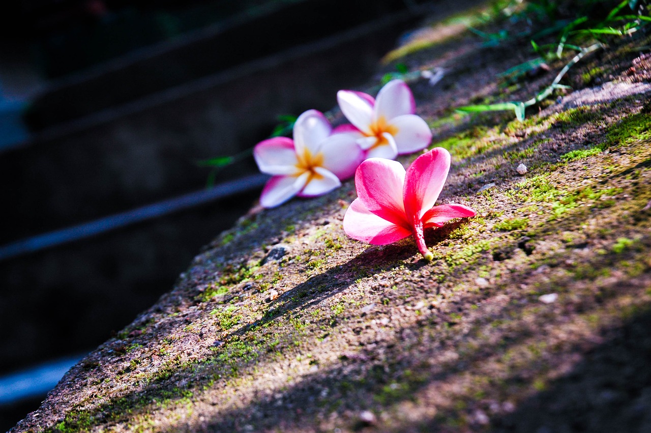 Image - araliya plumeria flower sri lanka