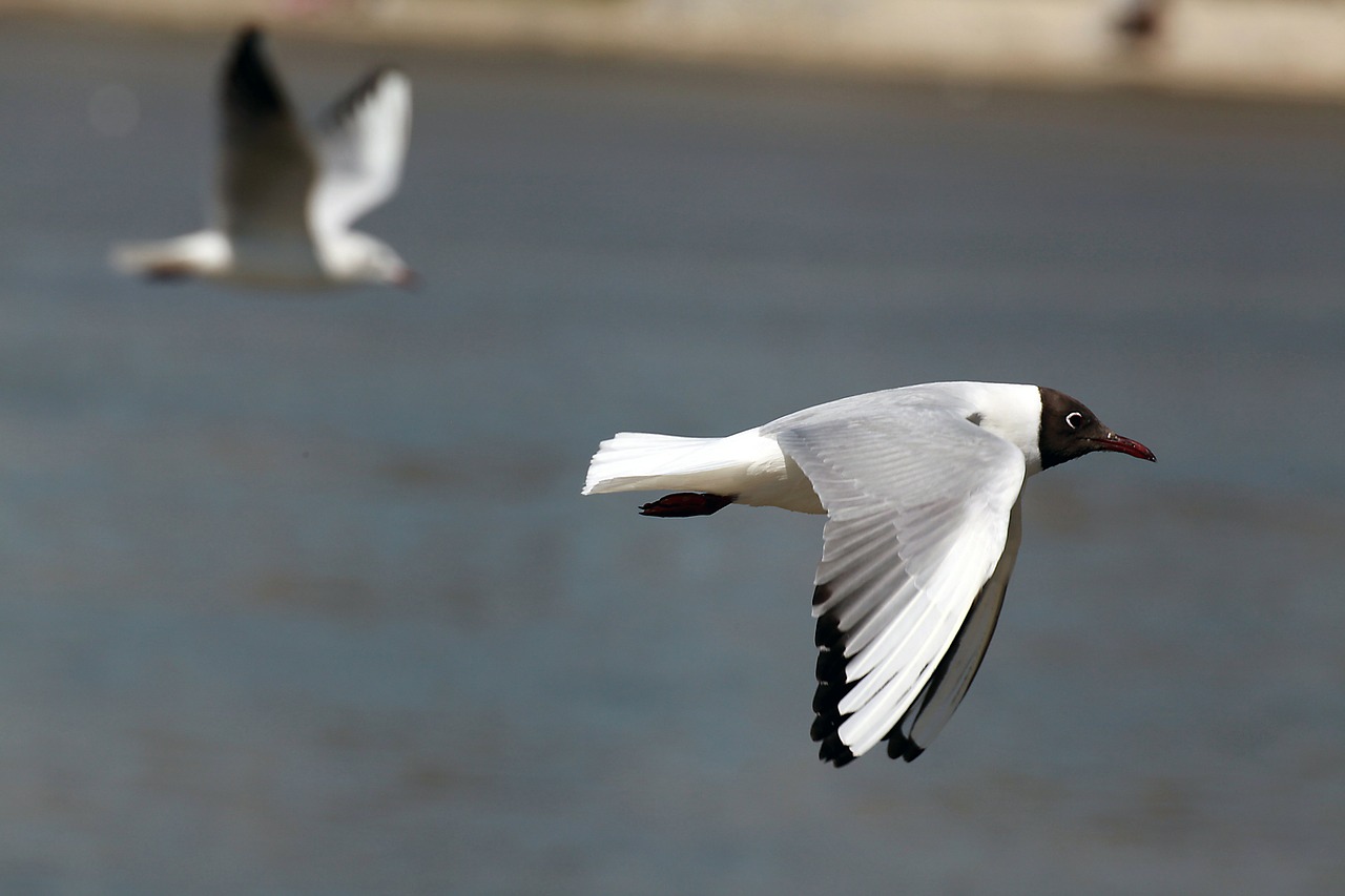 Image - seagull flying bird fly wings