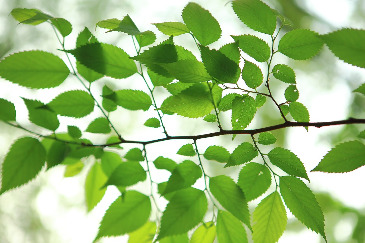 Image - the leaves greenness wood backlight