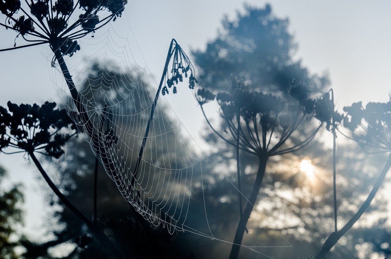 Image - morgentau network cobweb dew plant