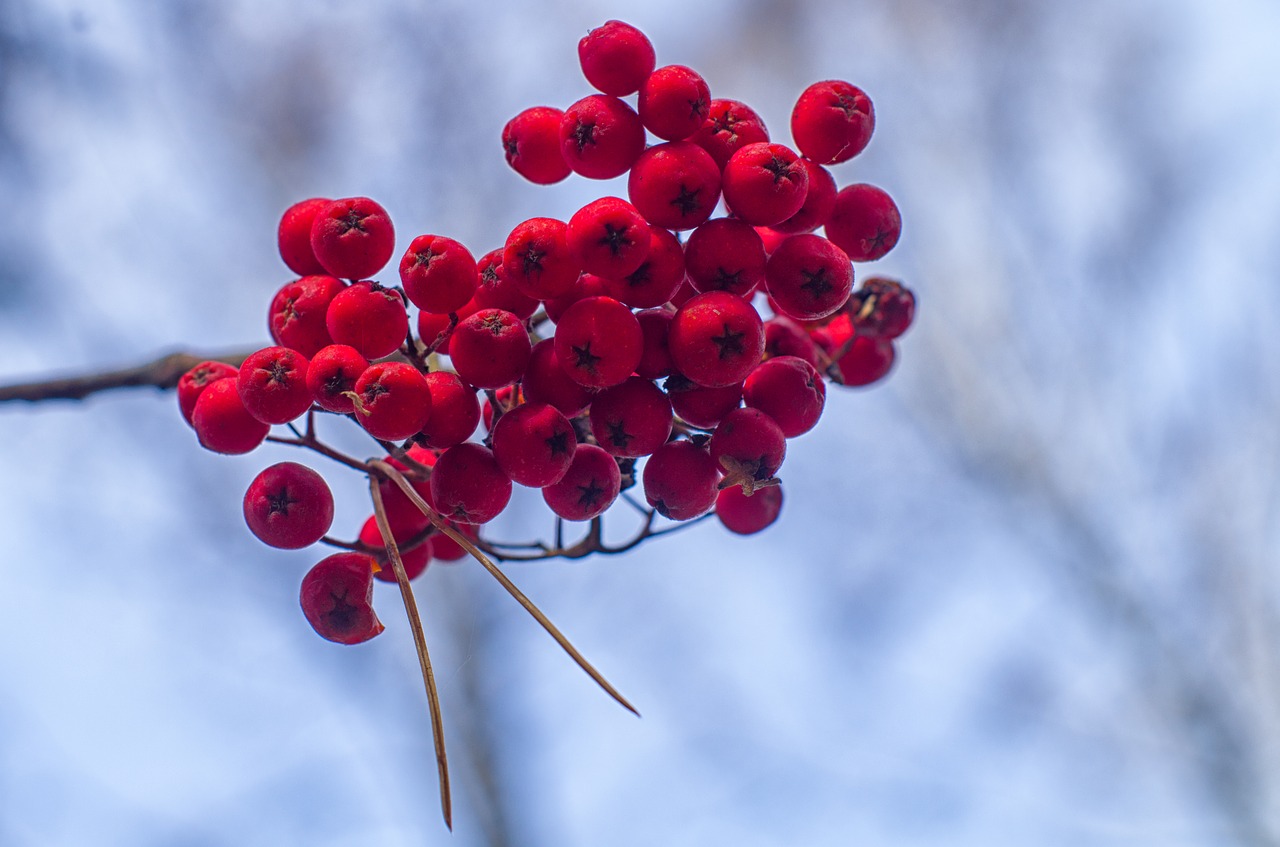 Image - rowan a bunch of autumn sky