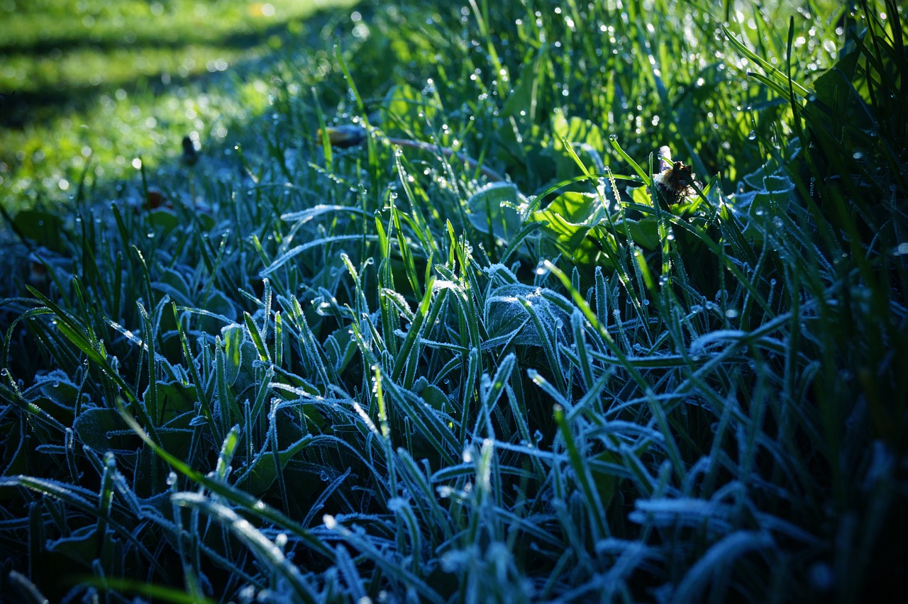 Image - morning frost grass magic