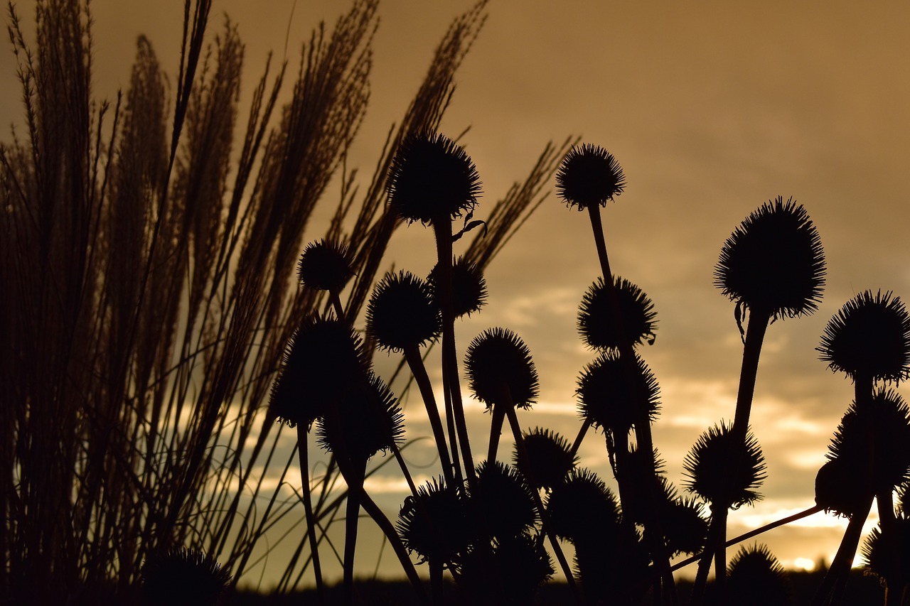 Image - morgenrot morgenstimmung grasses