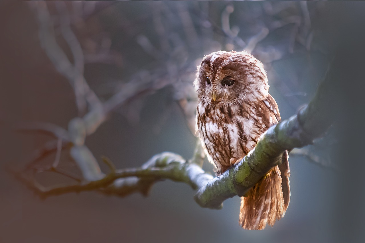 Image - owl bird predator branch nature