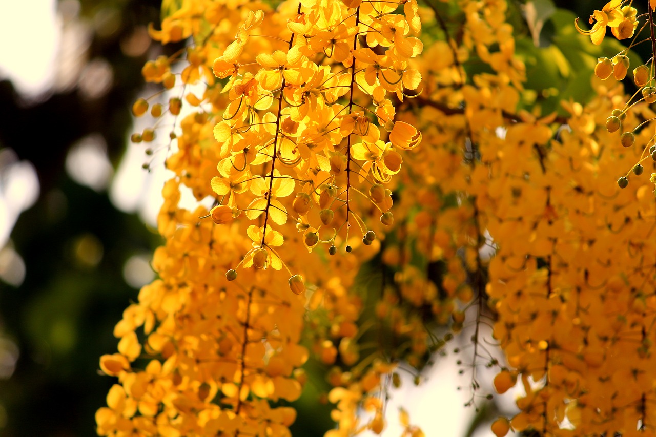 Image - autumn nature bright blur leaves