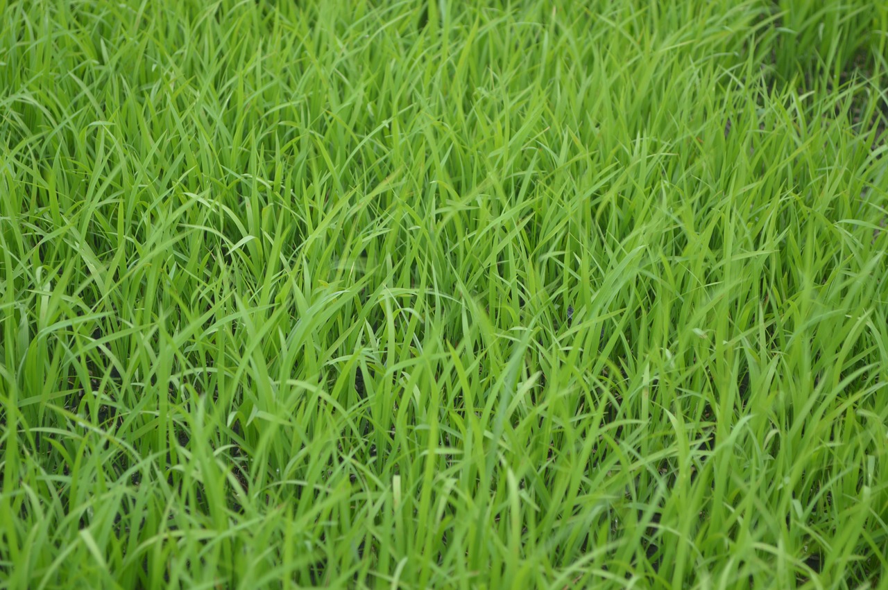 Image - green lawn meadow grass field