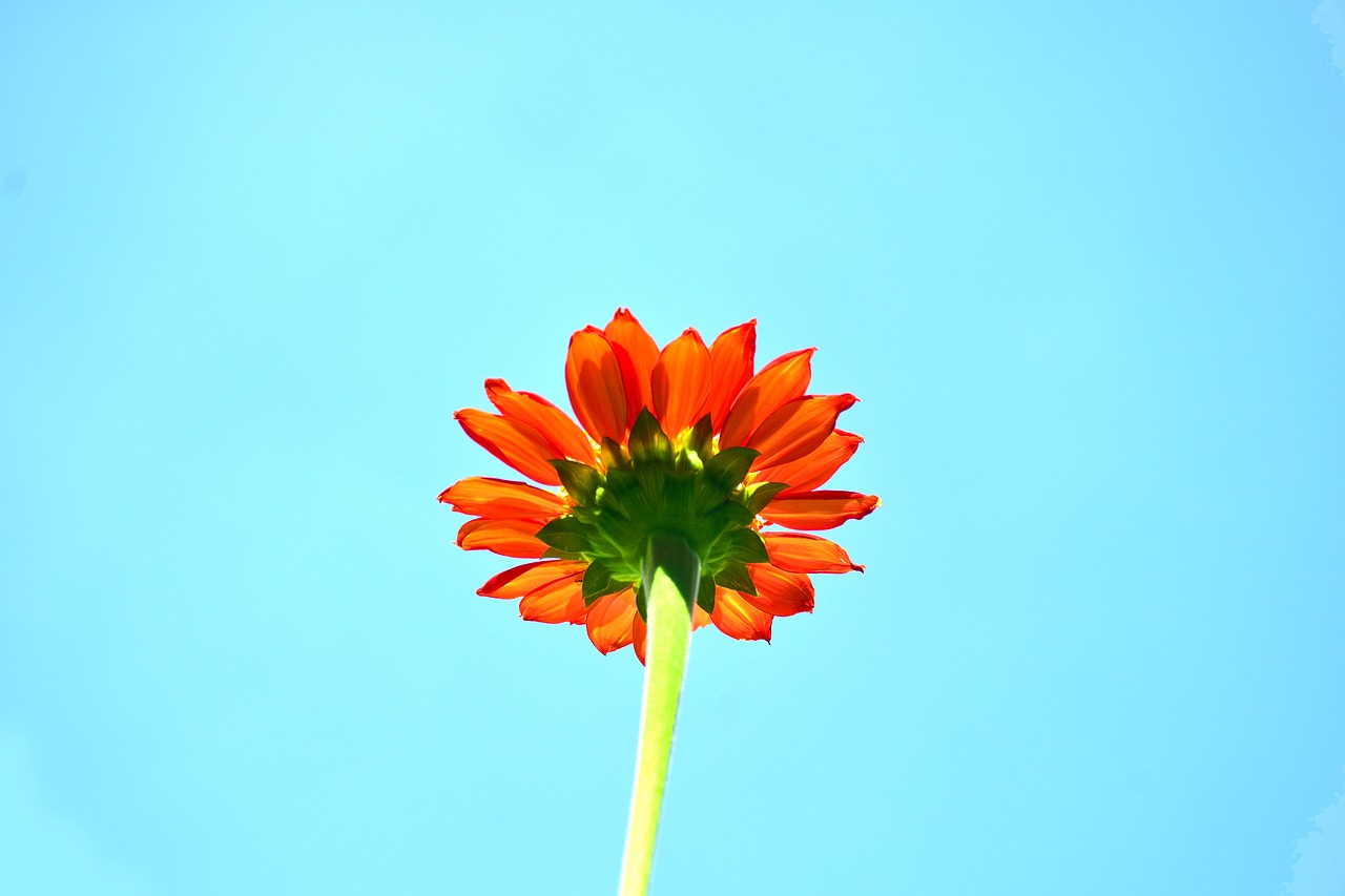 Image - bloom blossom blue flora flower
