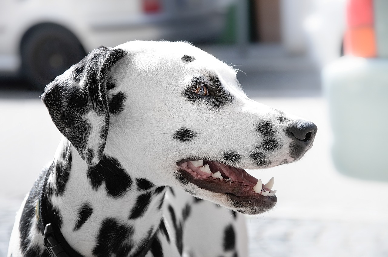 Image - animal animal photography dalmatian