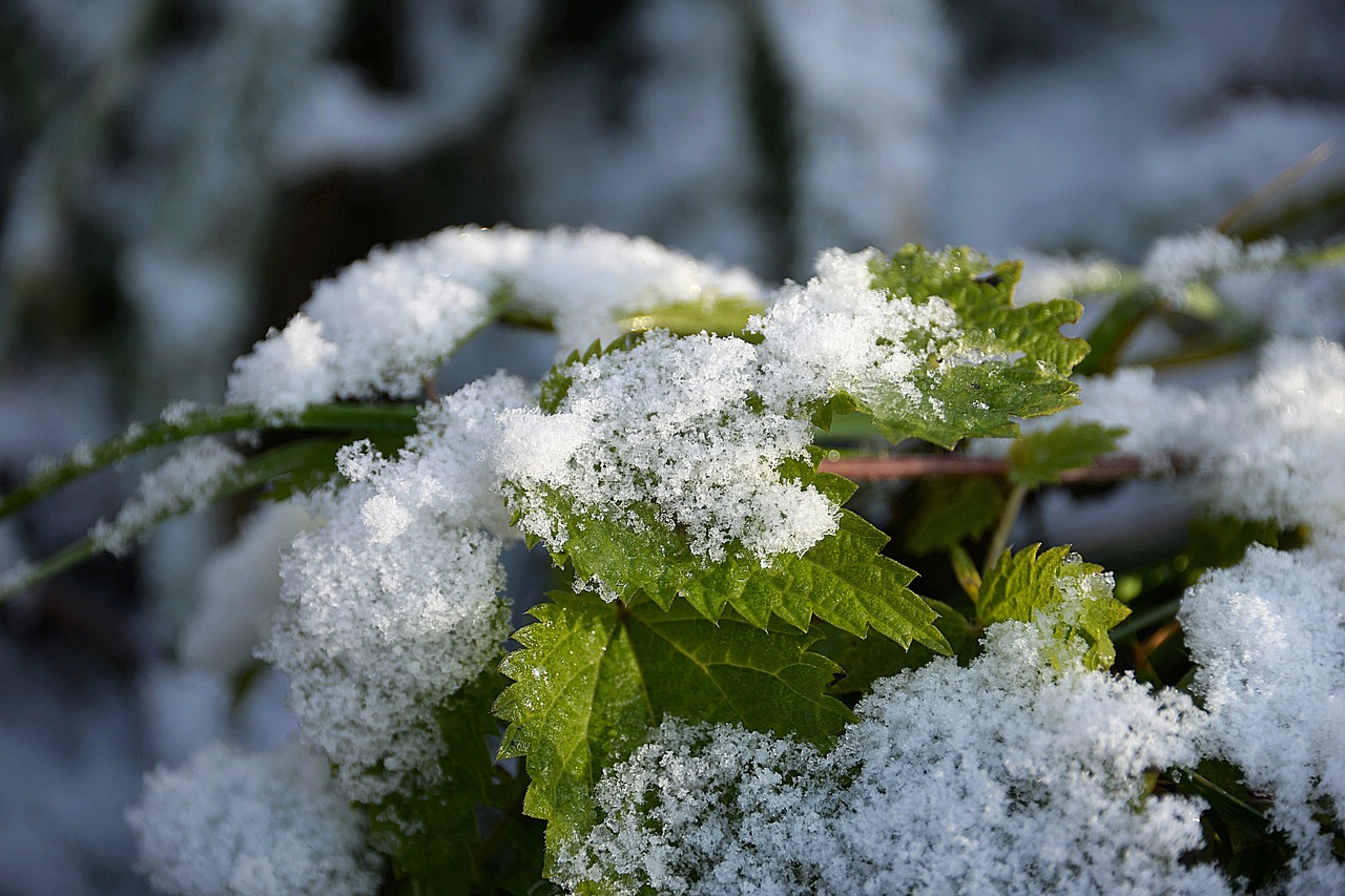 Image - snow stinging nettle snowy