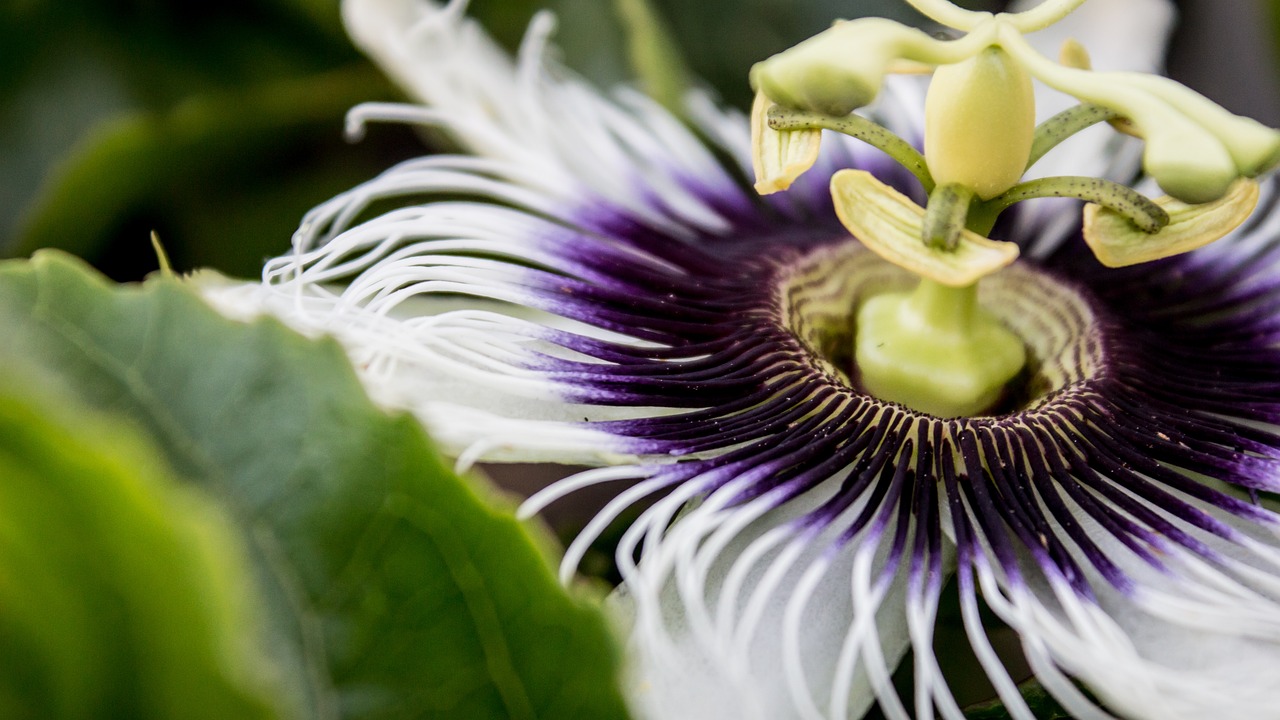 Image - flower nature blur floral close