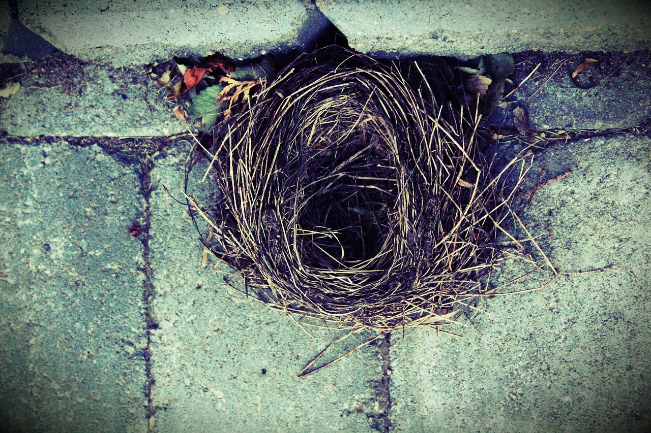 Image - bird nest water nature marine